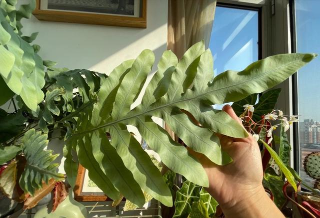 花期长的网红植物，年年是“开花机器”