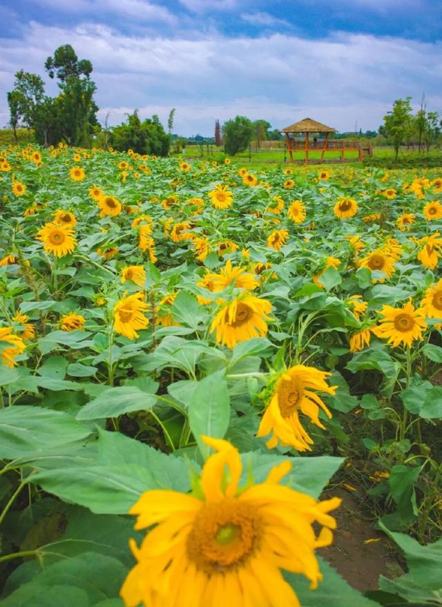 粉黛草向日葵彼岸花海...成都有多少惊喜，粉黛花海花期50天