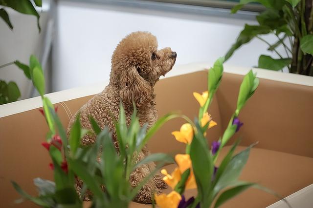 狗狗泪痕怎么快速解决，眼睛常见难题之泪痕