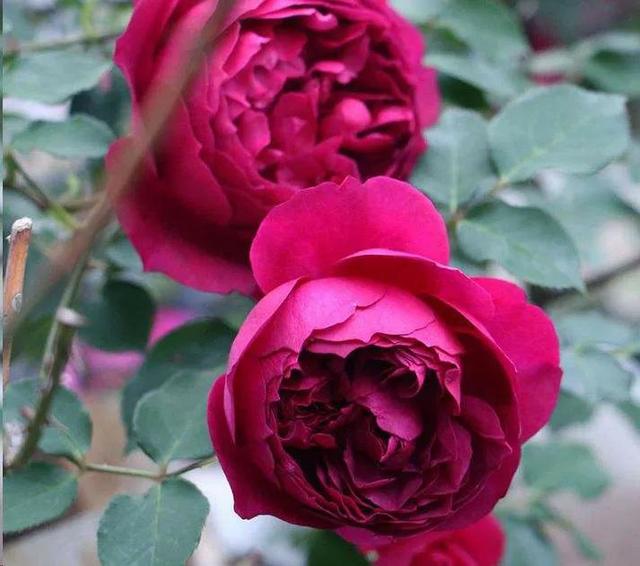 必养九种月季，值得入手的月季清单