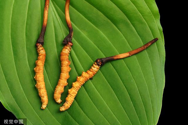 冬虫夏草为什么叫冬虫夏草，冬虫夏草其实是一种虫还是草