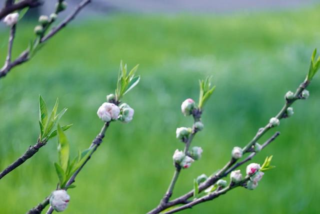 杭州西湖之白堤，“白堤”名出白居易