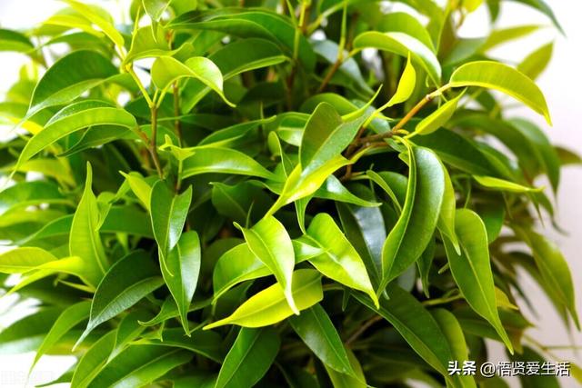 客厅盆景树种前十名，栽客厅里的吉祥富贵树（适合客厅养的9种树）