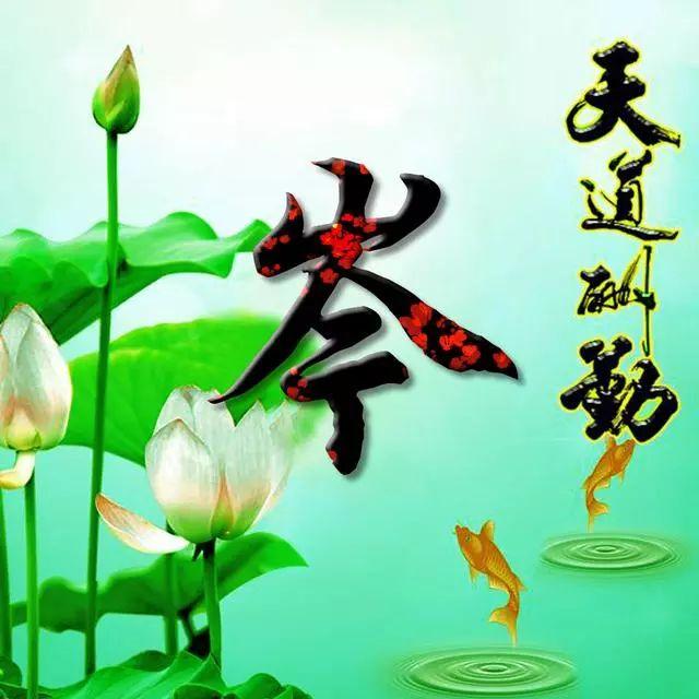 荷花头像图片大全，荷花头像高清图