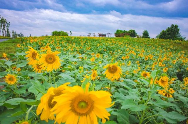 粉黛草向日葵彼岸花海...成都有多少惊喜，粉黛花海花期50天