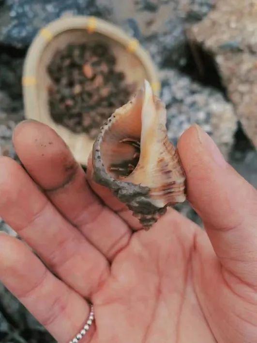 洞头冬天还能不能赶海，天气这么好去洞头赶海啊