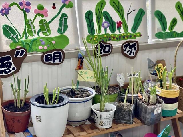 幼儿园自然角在线研讨，小小自然角春意盎然中