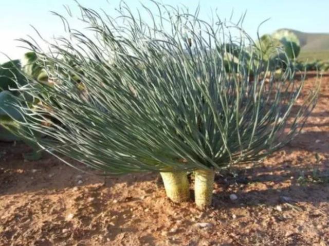 沙漠里有哪些植物，沙漠中的常见植物（推荐6款盆栽沙漠植物）