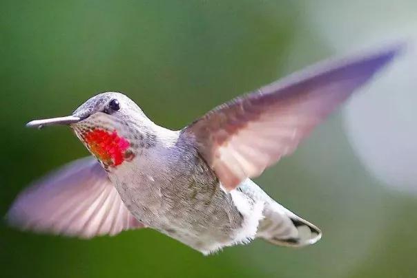 地球上最小的动物，世界上最小的鸟