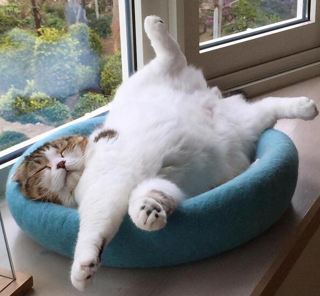 猫怕冷还是怕热，猫咪怕冷还是怕热的表现（如果您家猫有以下行为）