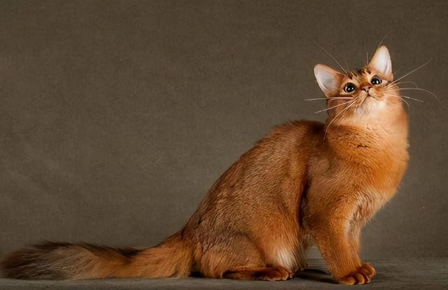 据说这9个品种的猫咪寿命最长，据说这9个品种的猫咪寿命最长