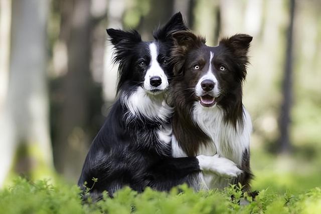 边牧犬怎么养护，“七岁智商”的边境牧羊犬