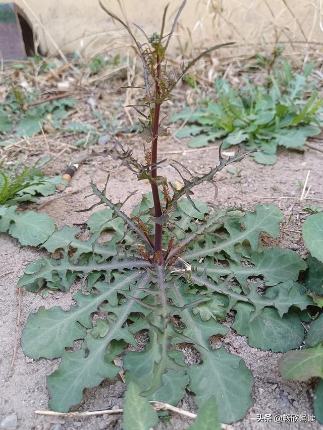 这么多野菜你认识几种，比韭菜还鲜嫩