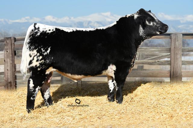 世界上所有牛的品种识别，一种英国杂交牛