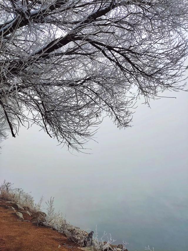 吉林雾凇景色奇特三九严寒，冰天雪地中的美景——吉林雾凇