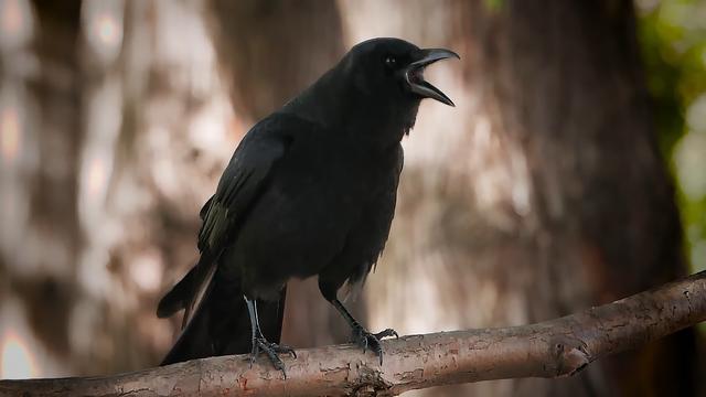 乌鸦为什么不吉利，乌鸦为什么被认为不吉祥的鸟（乌鸦在清朝被称为）