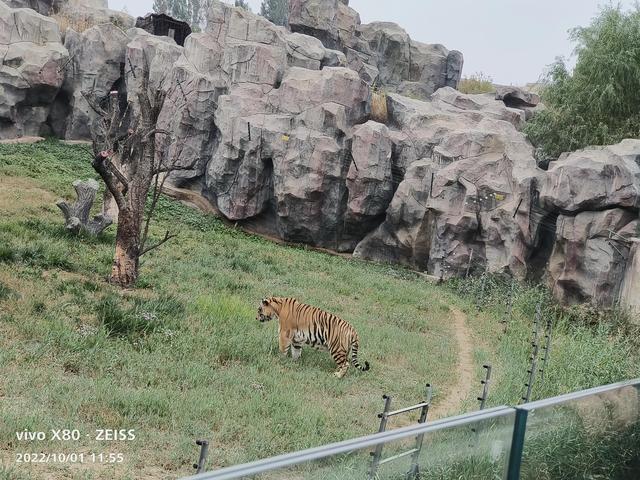 石家庄动物园攻略，石家庄动物园游玩自带饭攻略