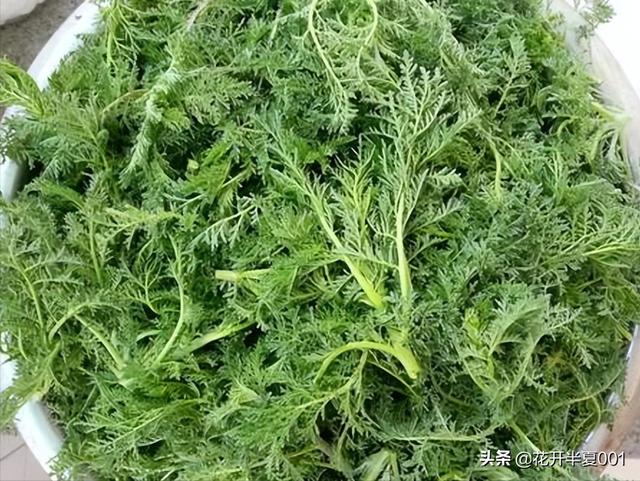 麦蒿的20种吃法，遇到麦蒿别手软