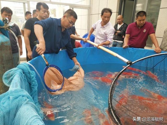 锦鲤各品种的寓意和象征，锦鲤品类介绍<一>