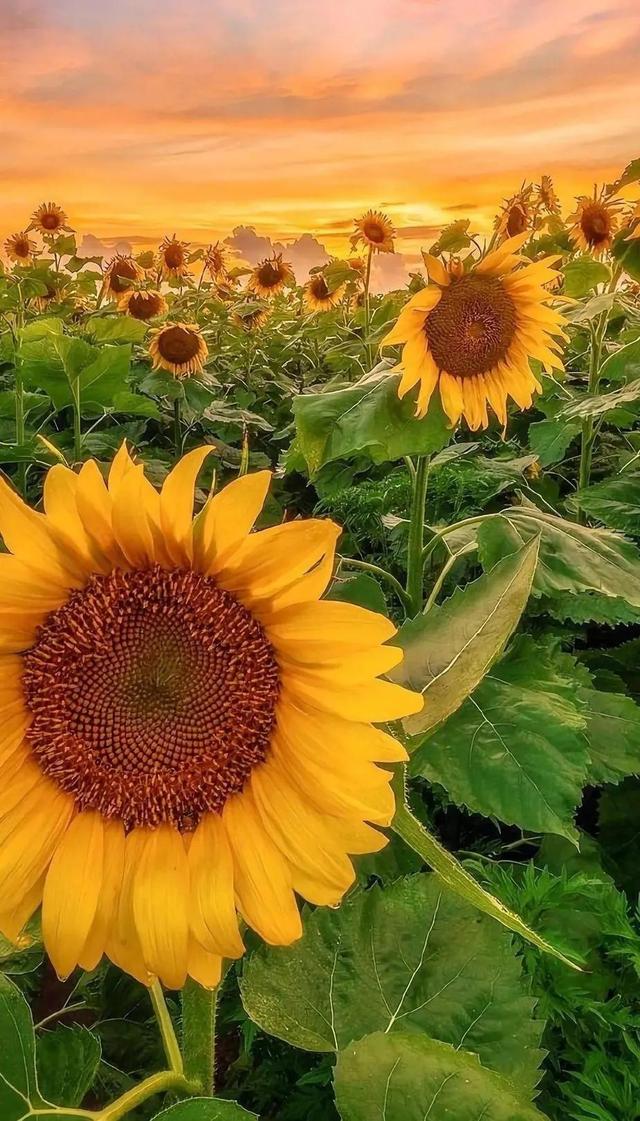 精选80条名人名言，值得一看的名人名言录