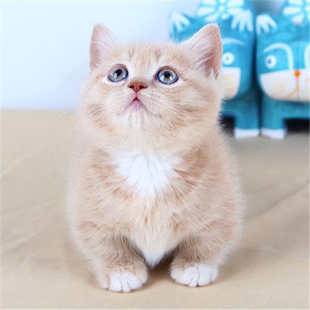 矮脚猫是什么品种，矮脚猫优缺点是什么（小短腿的矮脚猫，傻傻分不清楚）