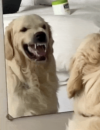 金毛犬一般几个月才会咬主人，“金毛”一生中有5个阶段
