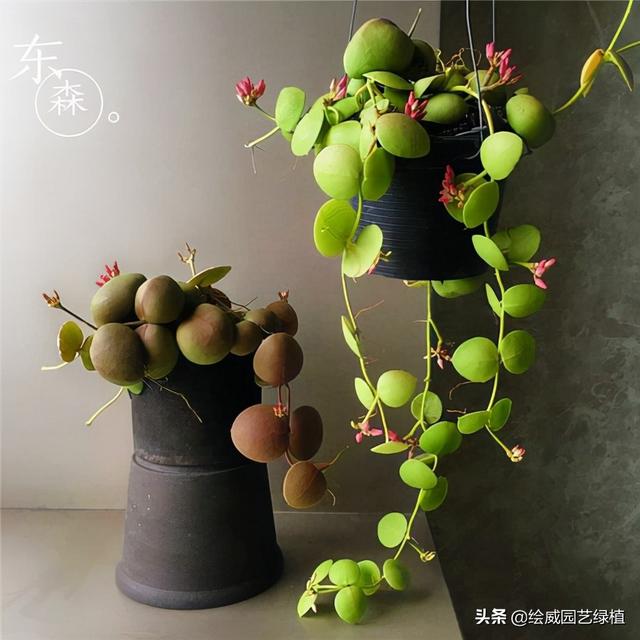 100种常见室内绿植寓意，这8种圆润润的绿植