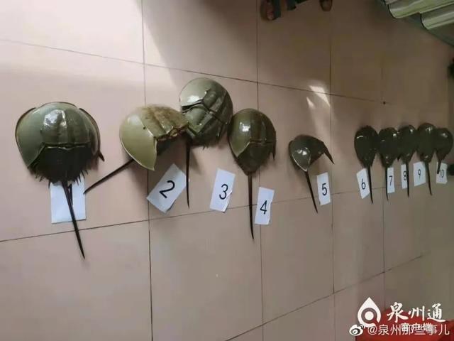 柬埔寨血奴事件，柬埔寨血奴事件发生原因（90后福建女子柬埔寨遭性侵殴打）