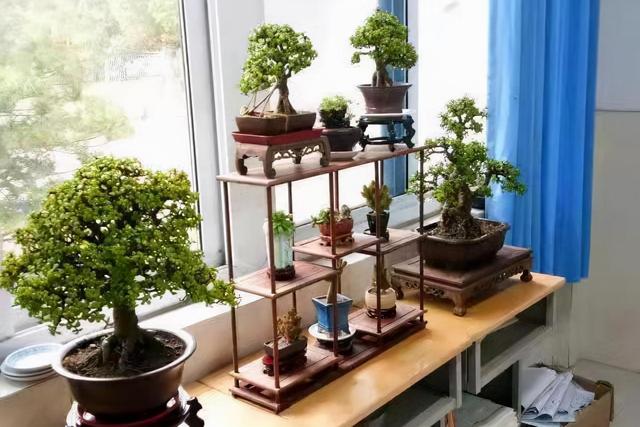 金枝玉叶如何造型，金枝玉叶盆景造型剪枝方法（金枝玉叶要塑形）