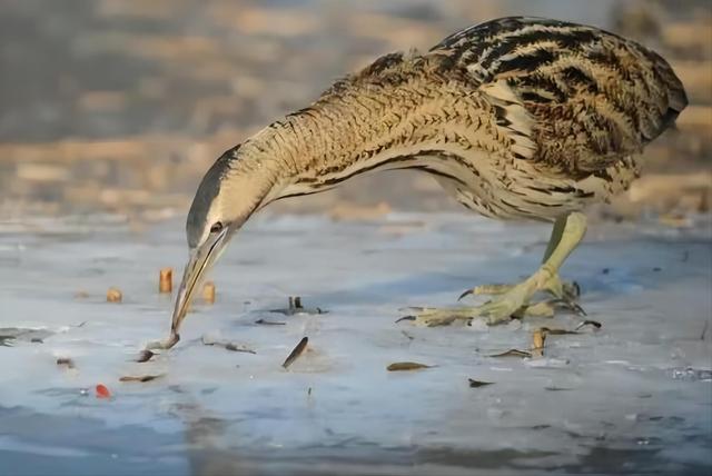 湖里的水怪真的很吓人，清末北京陶然亭惊现水怪