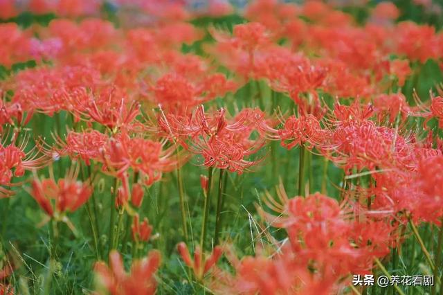 石蒜和彼岸花的区别，黄泉之花（彼岸花和石蒜花是一种吗）