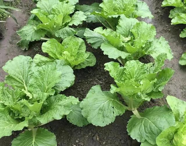 白菜种植技术和注意事项，白菜种植要点分析