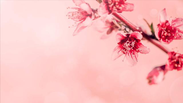 若待上林花似锦，唐诗经典关于春天（春风花草香，“国潮”增芬芳）