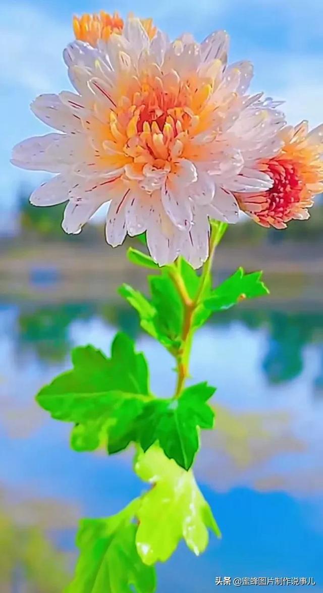 精美高清鲜花壁纸，漂亮鲜花送给您