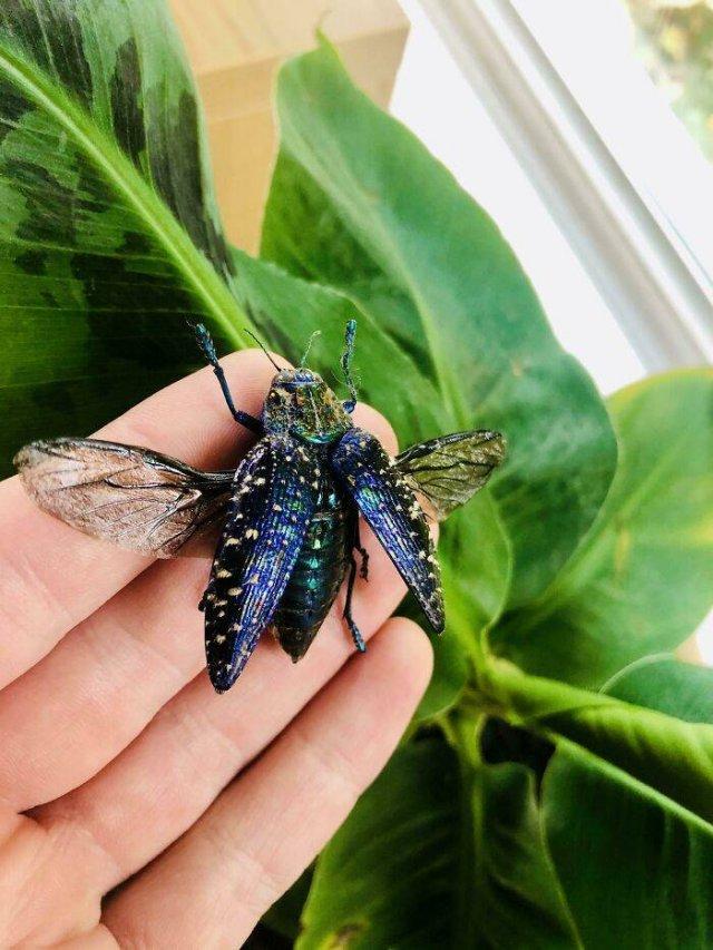 世界上十大最奇怪昆虫，花螳螂被认为是最美丽的昆虫