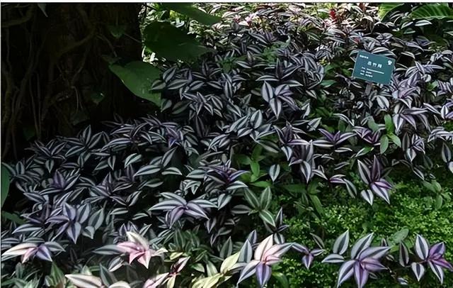 花卉图片及名称大全，常见绿植花卉及名称大全（100种常见花图鉴）
