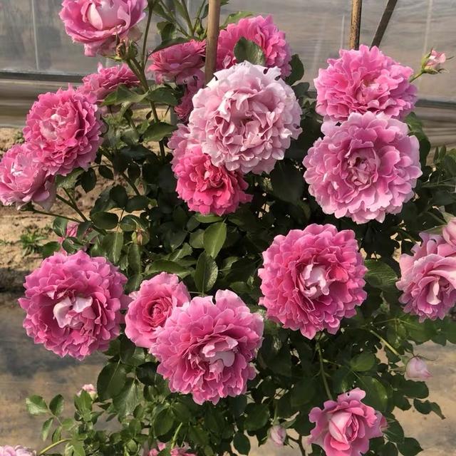 好看的月季花叶片，适合新手养的“2种月季”