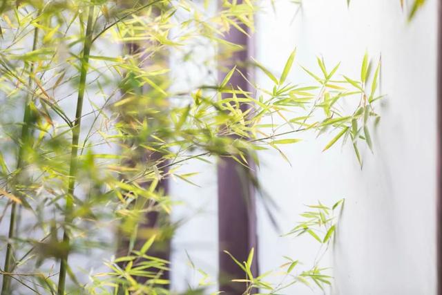 宋代陆游最有名的一首诗，10首经典咏物诗词