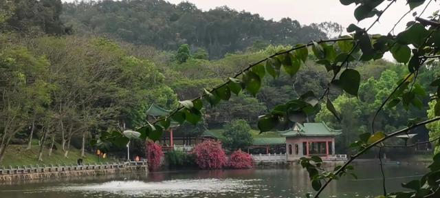 夏诗词飞花令，学生时代必背古诗词大全