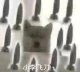 可爱小狗表情包，可爱表情包大全狗子