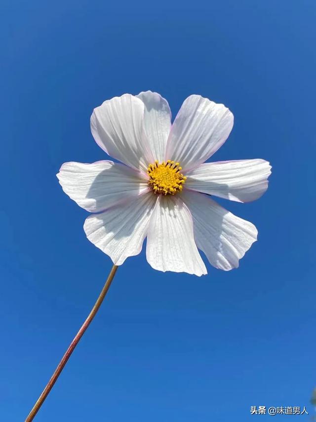 上坟有什么讲究，上坟时有什么讲究（老人说：“上坟切记3做3不做）