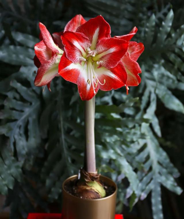 朱顶红花盆栽花期管理，让盆栽朱顶红每年冬春时节重复开花