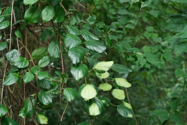 脆香枣子，别样软枣子