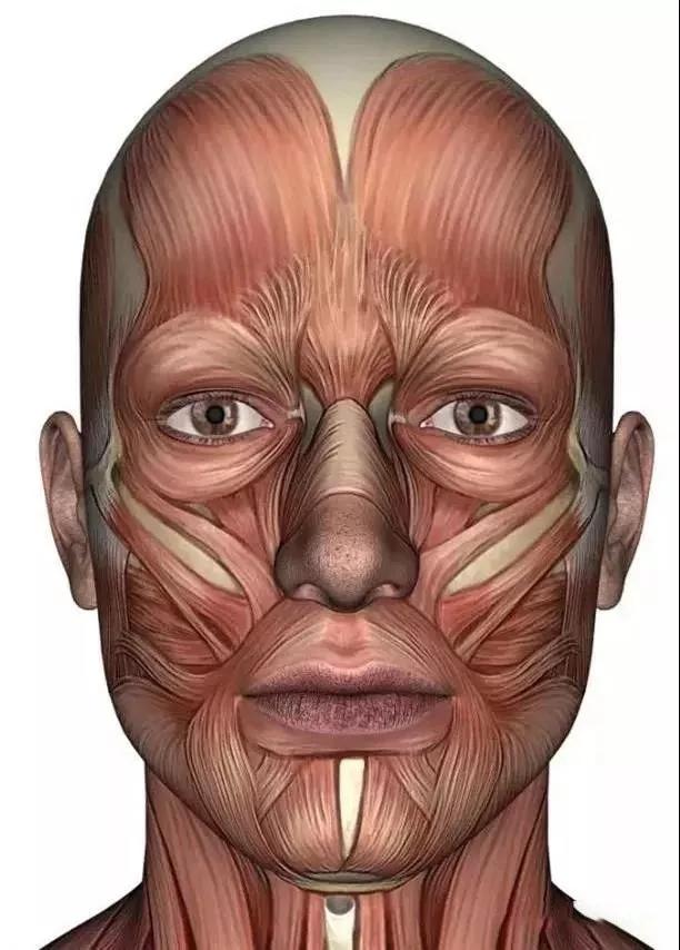 面部肌肉图解大全，常用面部肌肉图解（每个高考美术生都是医学界的潜力股~九张面部肌肉分析鉴赏）