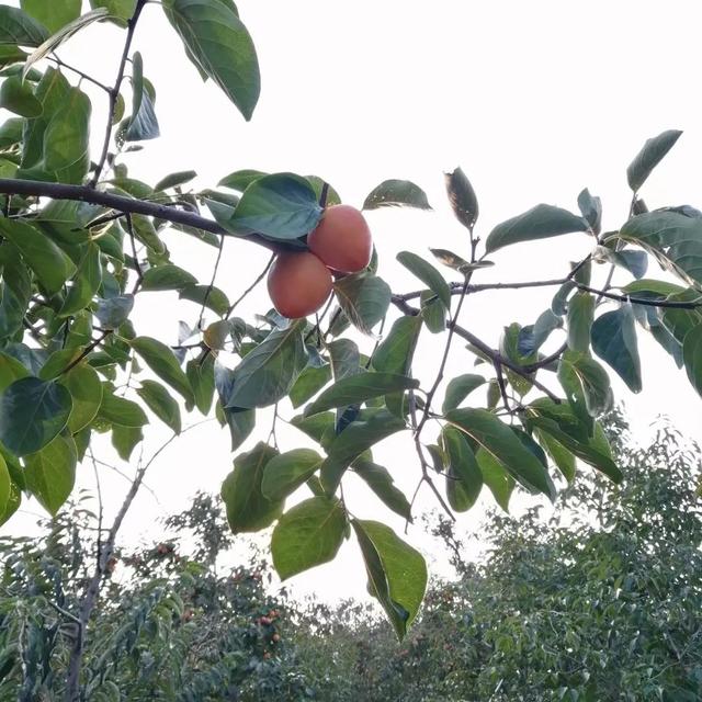 陕西富平吊柿饼，富平吊霜柿饼怎么做