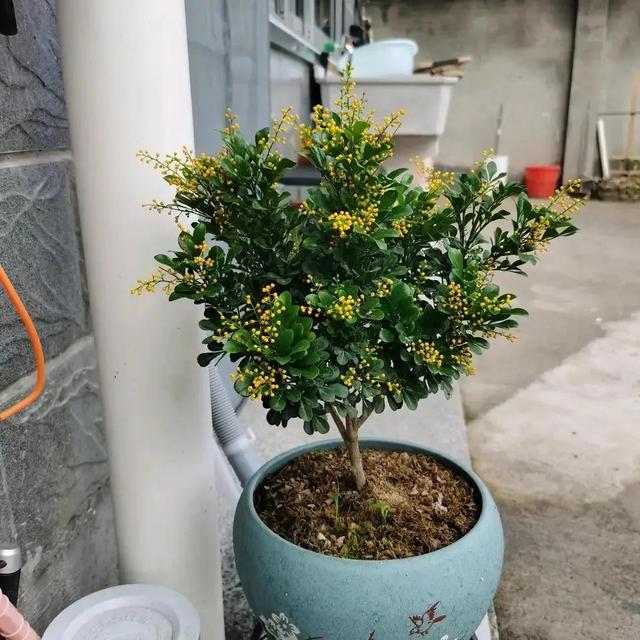 养花的基本知识和技能，闲时种花草：种花的基本常识