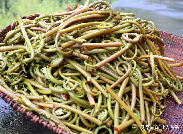 野菜的种类和图片大全，四季野菜图文大全（最美味的15种野菜）