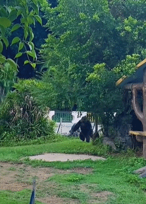 南宁市动物园浣熊介绍，带你去南宁动物园看