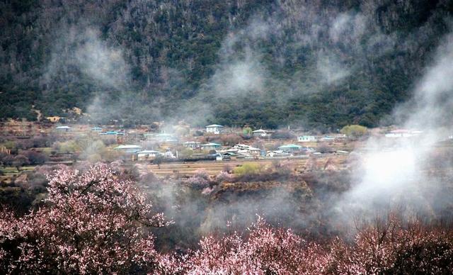 2022年林芝桃花节什么时候开始，2022年林芝桃花节3月23日开幕