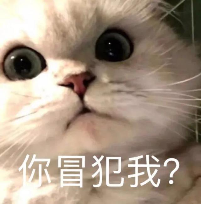猫可以吃汤圆吗，我劝你千万别给猫吃这些东西（猫不能吃的几样东西是什么）